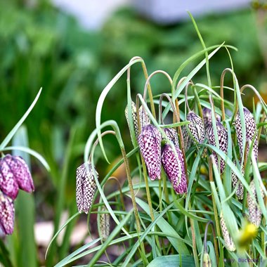 Fritillaria meleagris