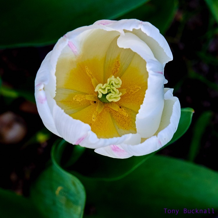 Plant image Tulipa 'White Prince'