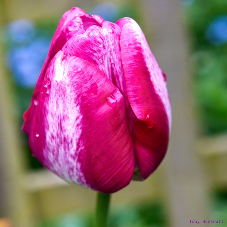 Plant image Tulipa 'Hotpants'