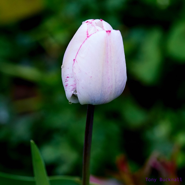 Plant image Tulipa 'Hotpants'