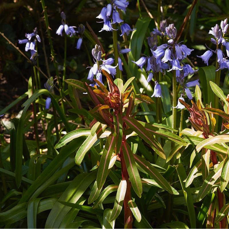 Plant image Iris x hollandica 'Apollo'