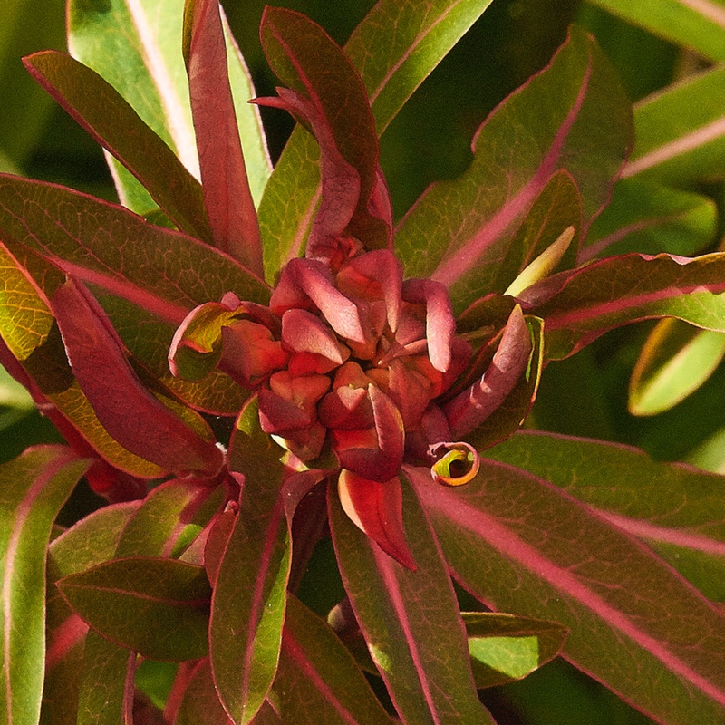 plant image 51339