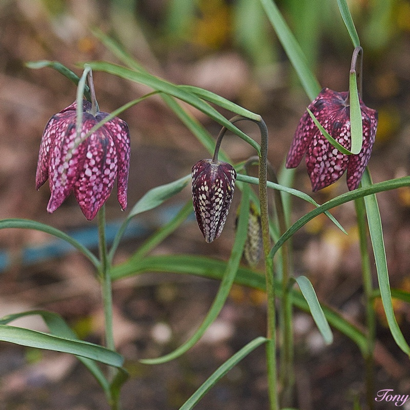 plant image 53407