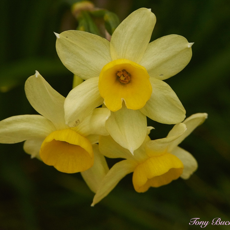 Narcissus 'Minnow'