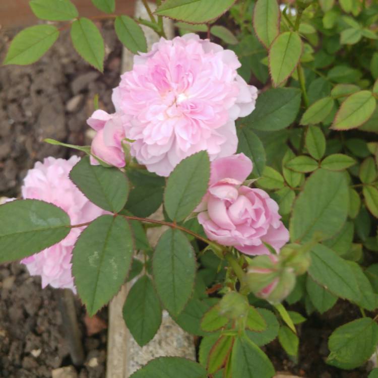 Plant image Rosa 'Sir Walter Scott'