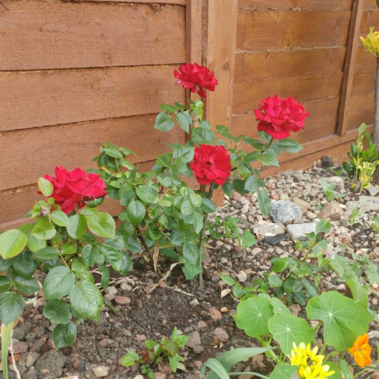 Plant image Rosa 'Macdub' syn. Rosa 'Dublin Bay'