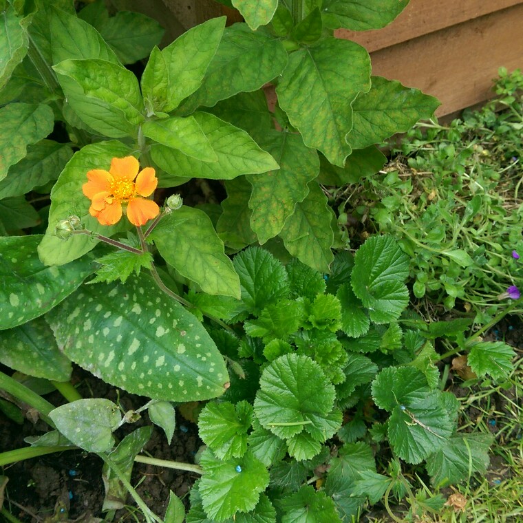 Plant image Geum 'Fireball'