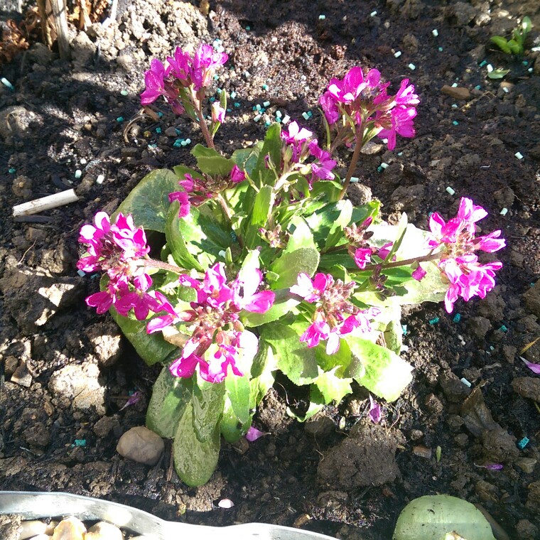 Plant image Arabis blepharophylla 'Rose Delight'