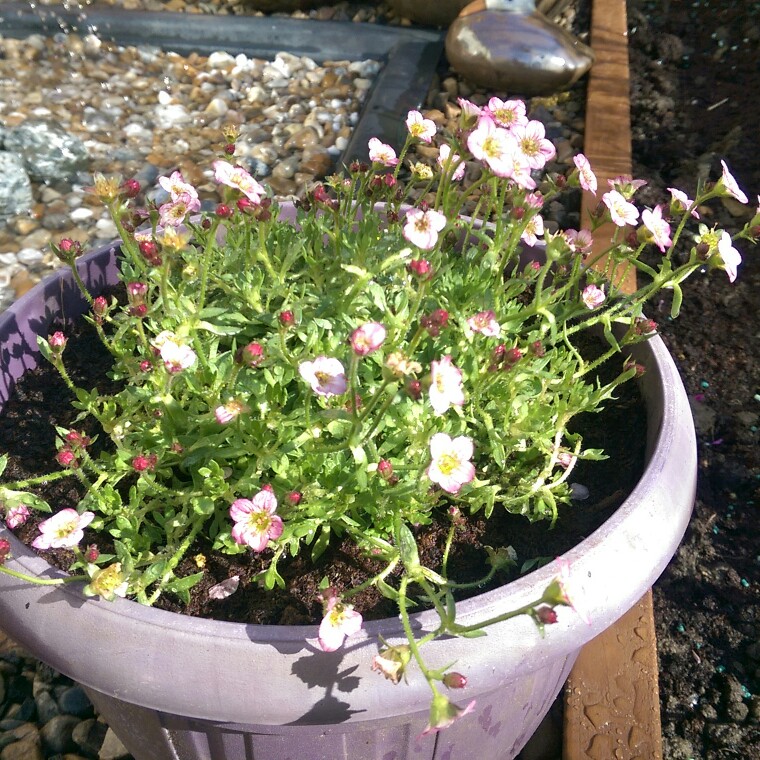 Plant image Saxifraga x arendsii 'Mossy White'