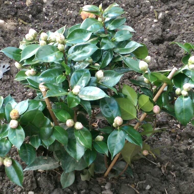 Plant image Camellia japonica 'Debutante'