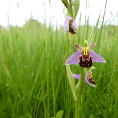 Bee Orchid