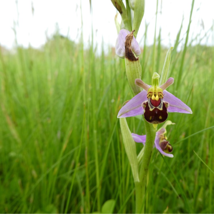 Plant image Ophrys apifera