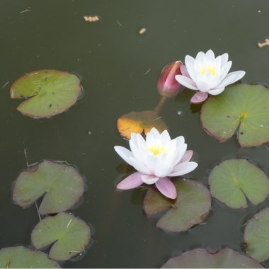 Water Lily