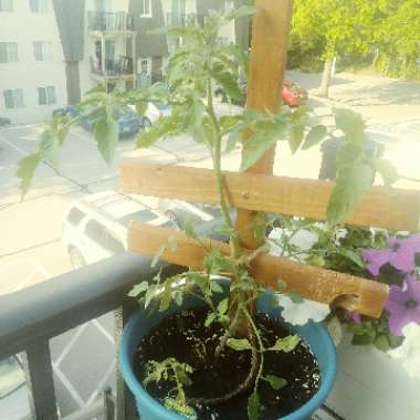 Tomato 'Supersweet 100' (Cherry Tomato)