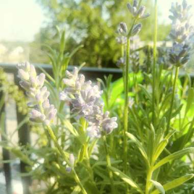 Lavender (Species) English Lavender