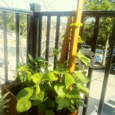 Climbing French Bean 'Kentucky Wonder'