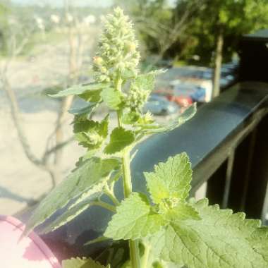 Catnip 'Cataria'