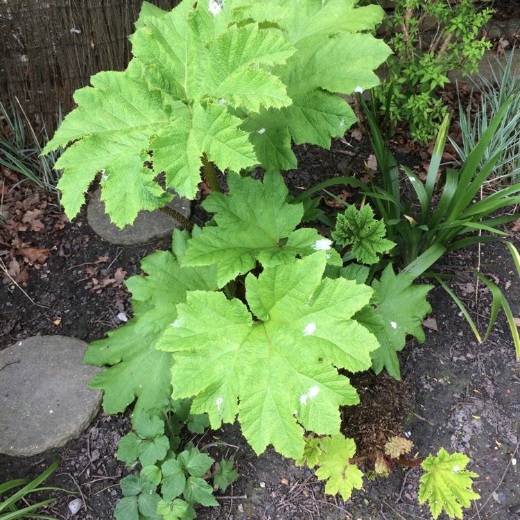 Plant image Gunnera magnifica