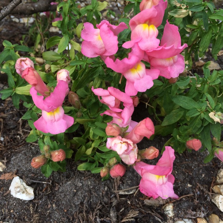 Plant image Antirrhinum 'Eternal'