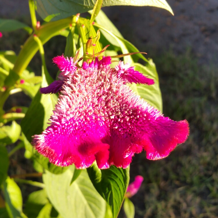 Plant image Celosia cristata 'Dracula'