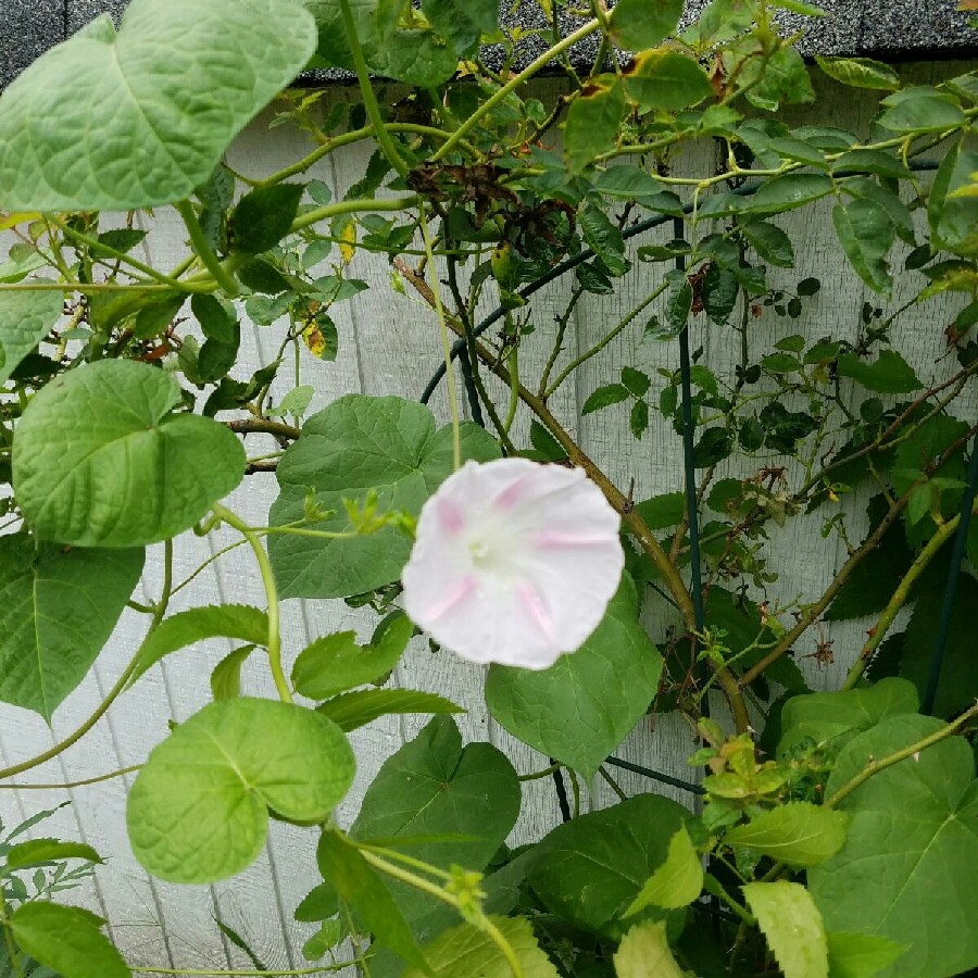 Bush Morning Glory