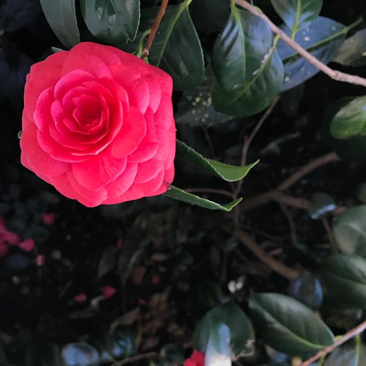 Plant image Camellia reticulata x williamsii 'Black Lace'