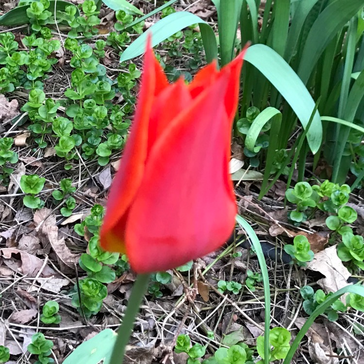 Plant image Tulipa 'Synaeda Orange'