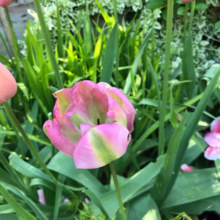 Plant image Tulipa 'Groenland'