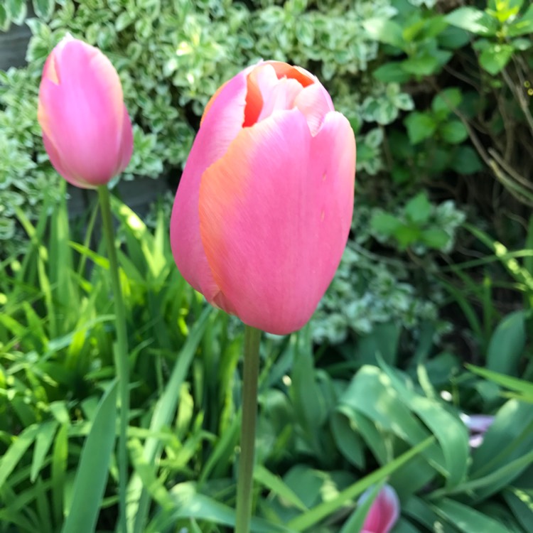 Plant image Tulipa 'Charade'