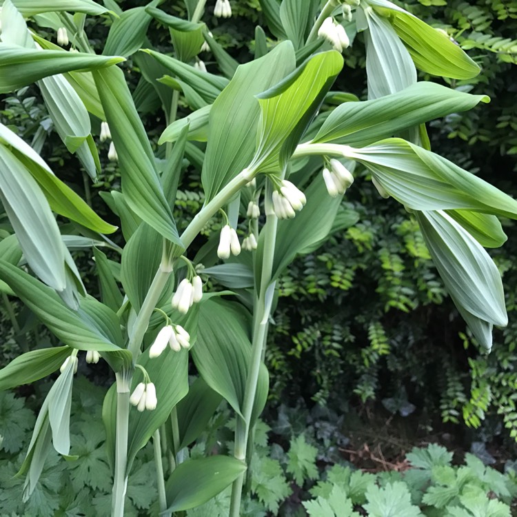 Plant image Polygonatum biflorum