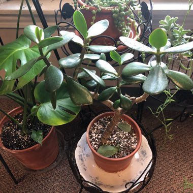 Jade Plant