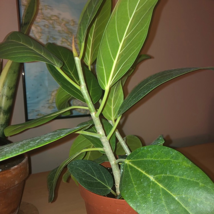 Plant image Ficus benghalensis