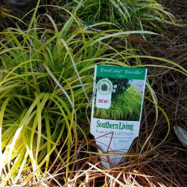 Ornamental Sedge 'Everillo'