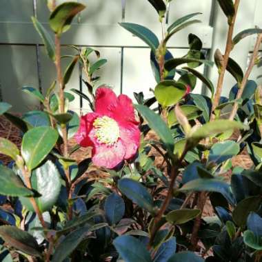 Camellia 'Yuletide'