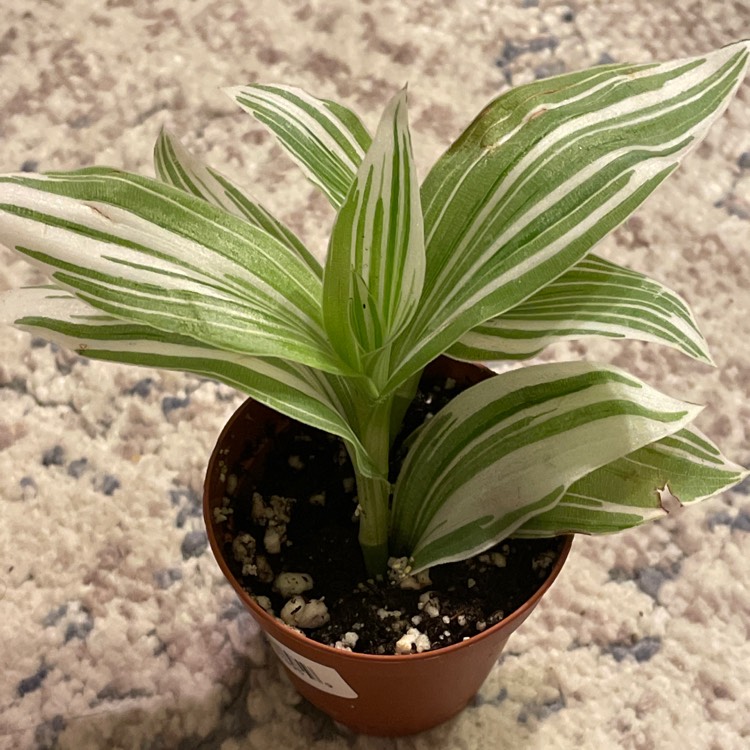 Plant image Tradescantia fluminensis 'Albovittata' syn. Tradescantia albiflora 'Albovittata'