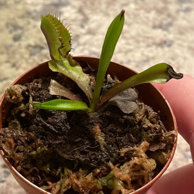 Venus Fly Trap