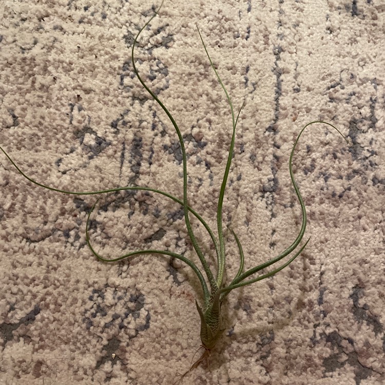 Plant image Tillandsia butzii