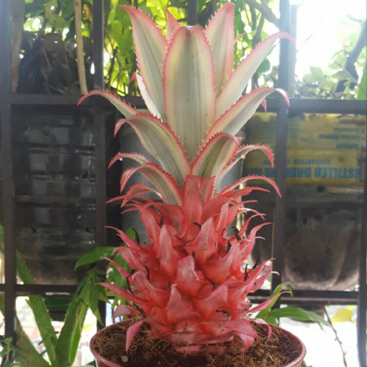 Plant image Ananas comosus 'Variegatus'