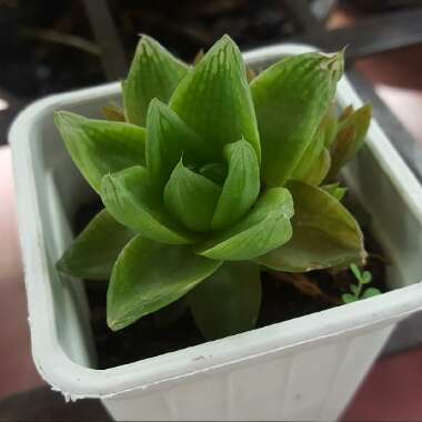 Haworthia mirabilis