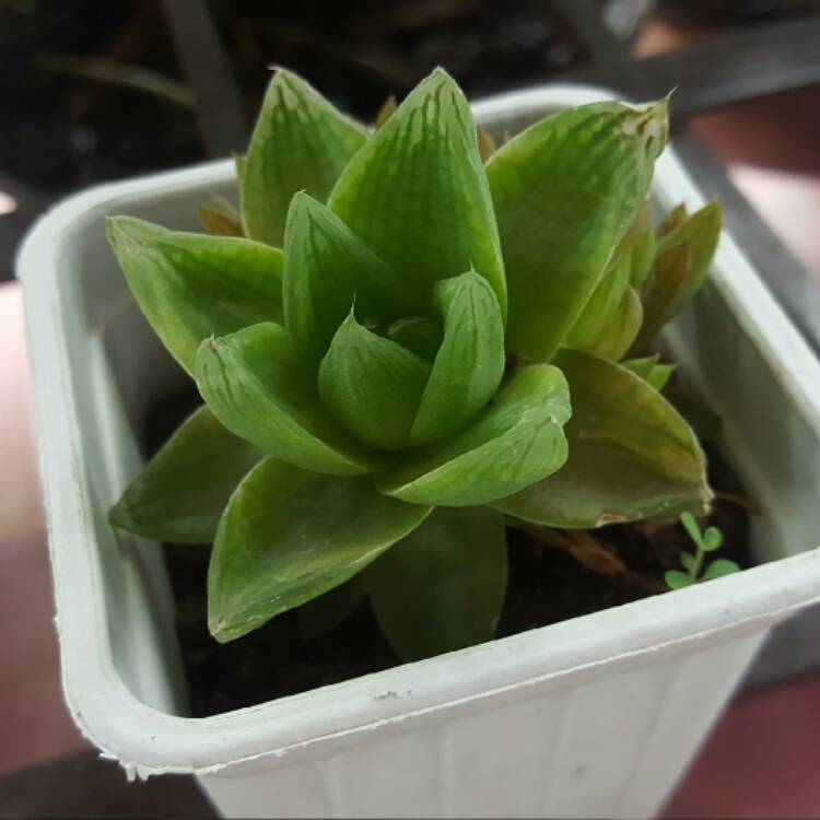 Plant image Haworthia mirabilis