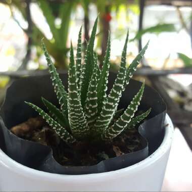 Concolor Zebra Plant