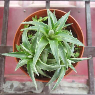 Aloe