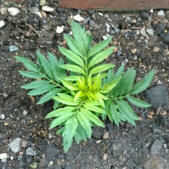 African Marigold