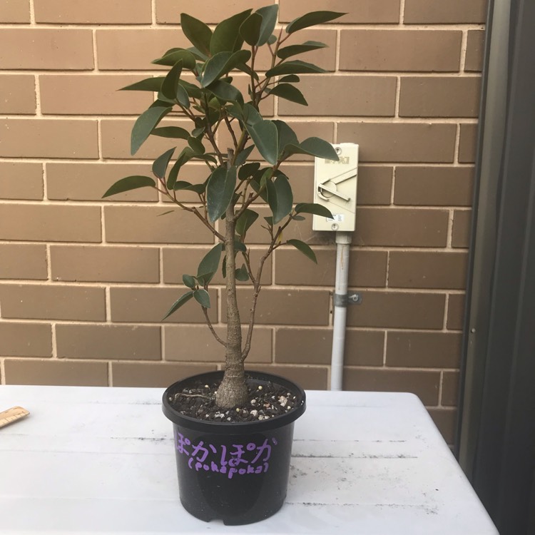 Plant image Ficus Rubiginosa Bonsai,