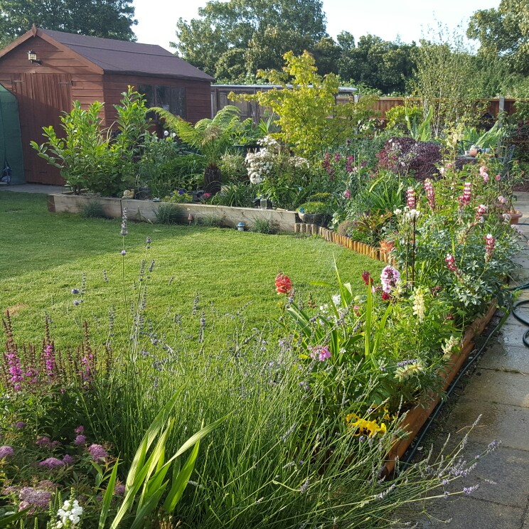 Tina's garden