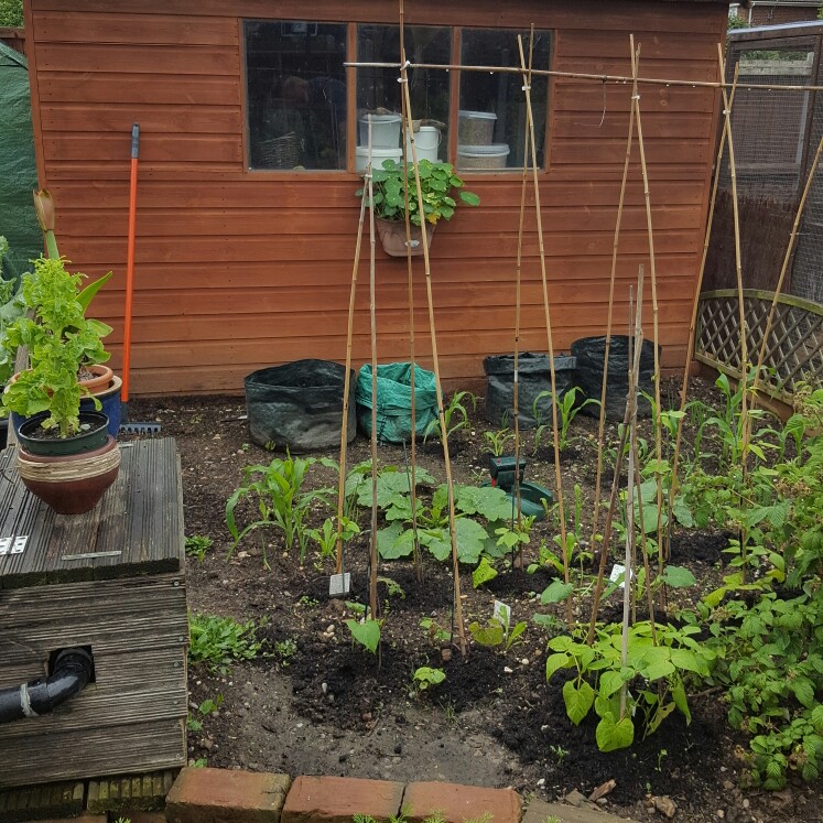 Tina's garden