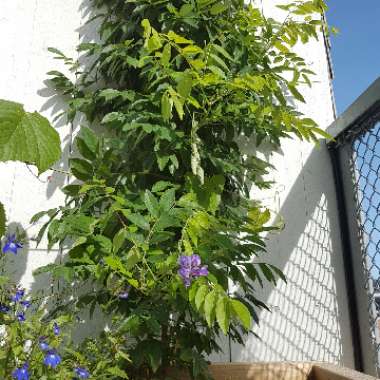 Wisteria 'Amethyst Falls'