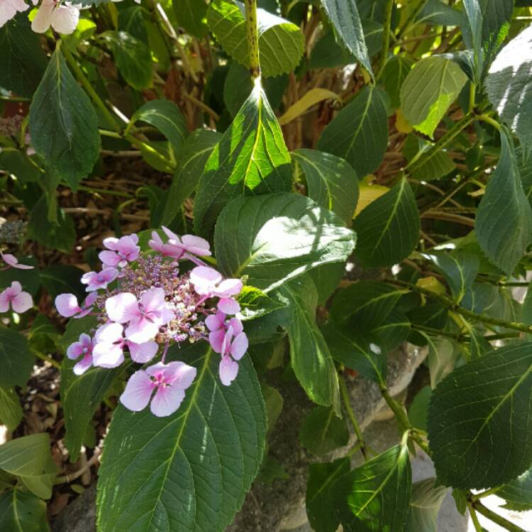 Plant image Hydrangea serrata 'Bluebird'