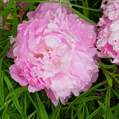 Peony 'Rosea Plena' (Herbaceous)