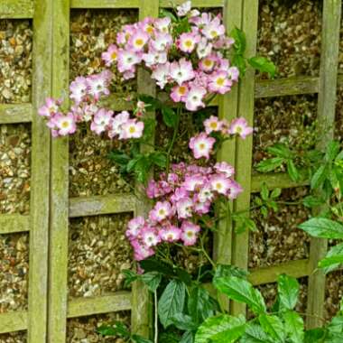 Rose (Species) Dog Rose